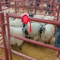 Sheep show and sale (2)